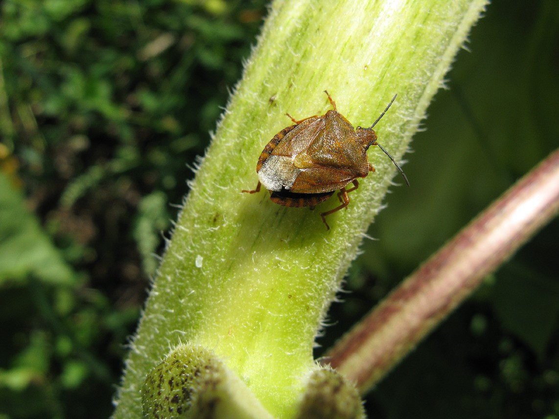 Carpocoris: chiave semplice